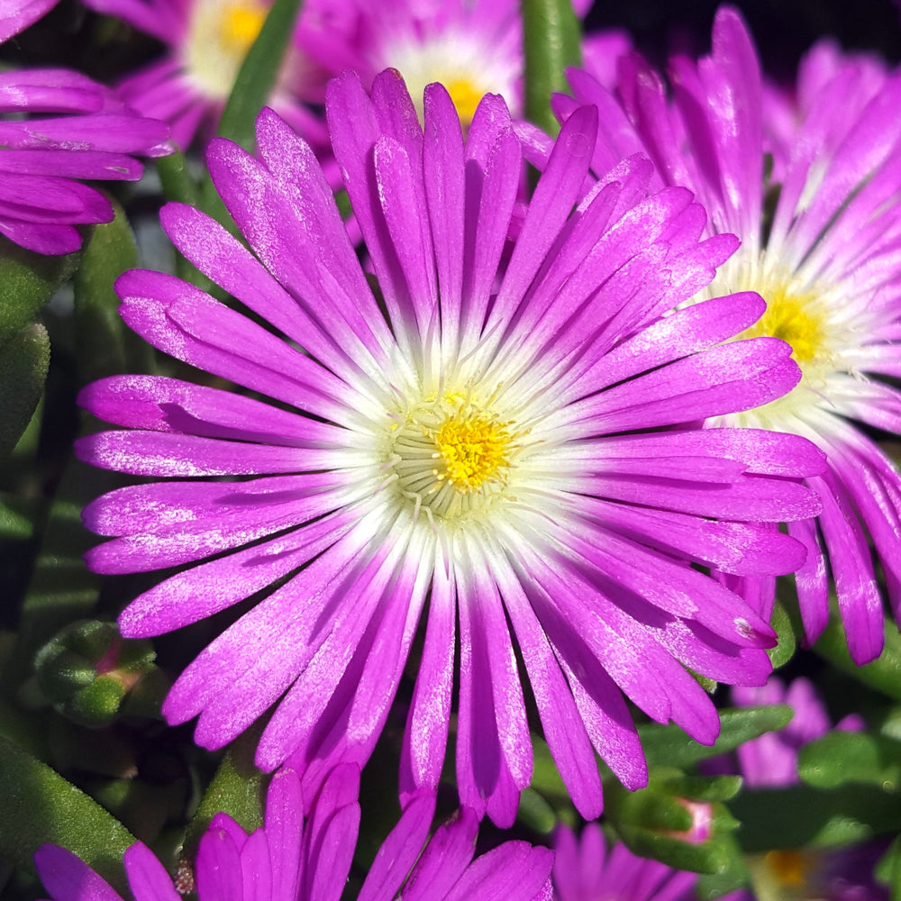 Delosperma nubigenum 'P15R1' PP31,674 ~ WOW® Purple Ice Plant-ServeScape