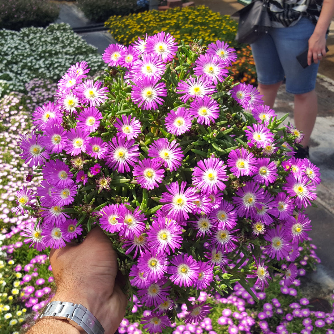 Delosperma nubigenum 'P15R1' PP31,674 ~ WOW® Purple Ice Plant-ServeScape