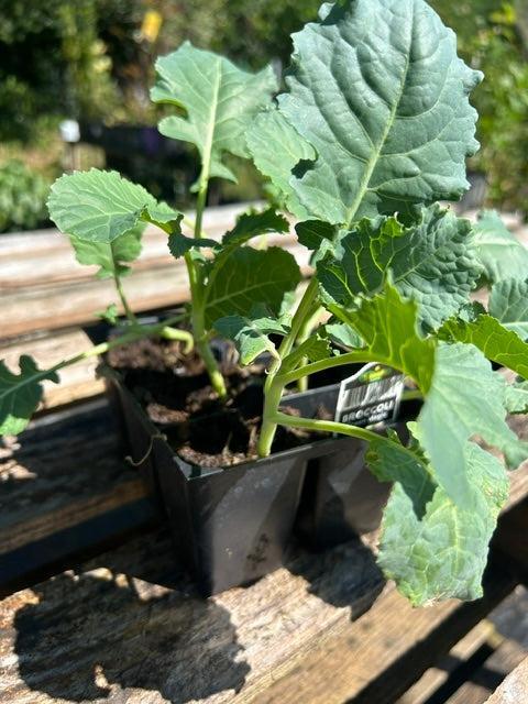 Brassica oleracea italica 'Destiny' ~ Destiny Broccoli-ServeScape