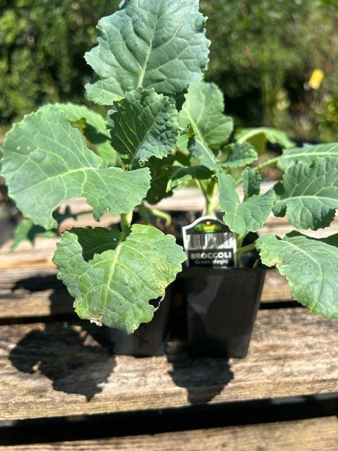 Brassica oleracea italica 'Destiny' ~ Destiny Broccoli-ServeScape