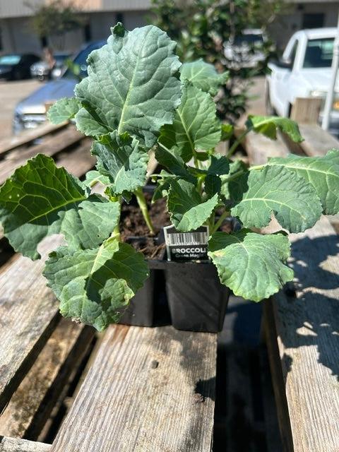 Brassica oleracea italica 'Destiny' ~ Destiny Broccoli-ServeScape