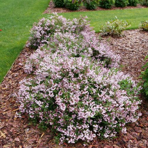 Deutzia x 'NCDX3' ~ Yuki Kabuki™ Deutzia-ServeScape