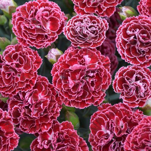 Dianthus Fruit Punch Cherry Vanilla-ServeScape