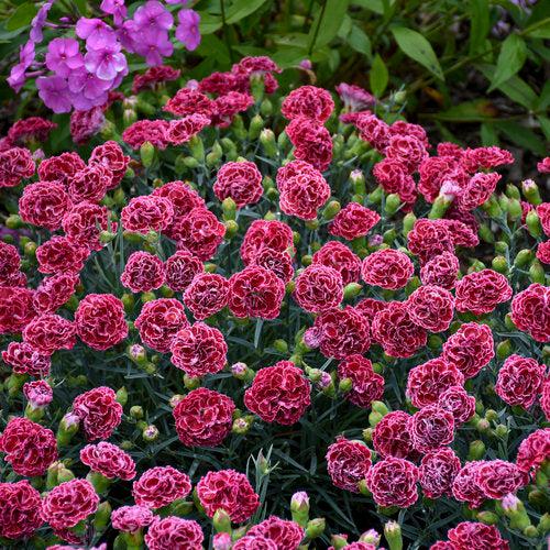 Dianthus Fruit Punch Cherry Vanilla-ServeScape