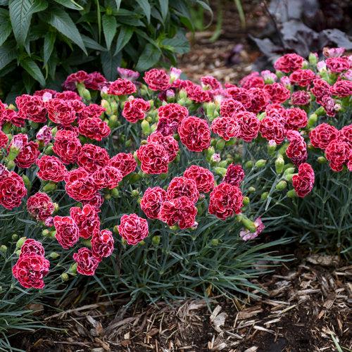 Dianthus Fruit Punch Cherry Vanilla-ServeScape