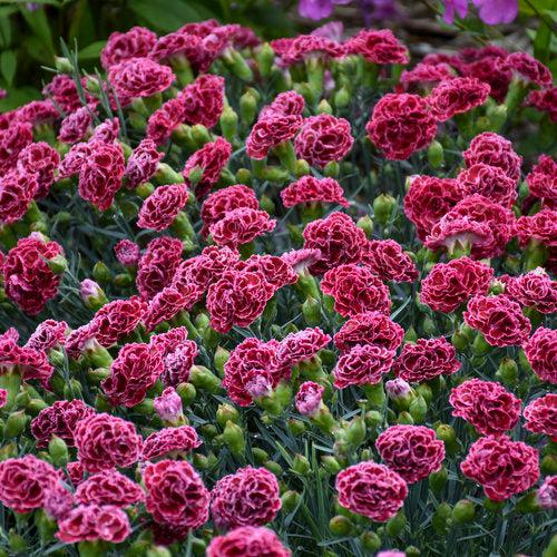Dianthus Fruit Punch Cherry Vanilla-ServeScape