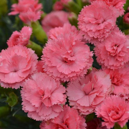Dianthus 'Classic Coral' ~ PW® Fruit Punch® Classic Coral Dianthus-ServeScape