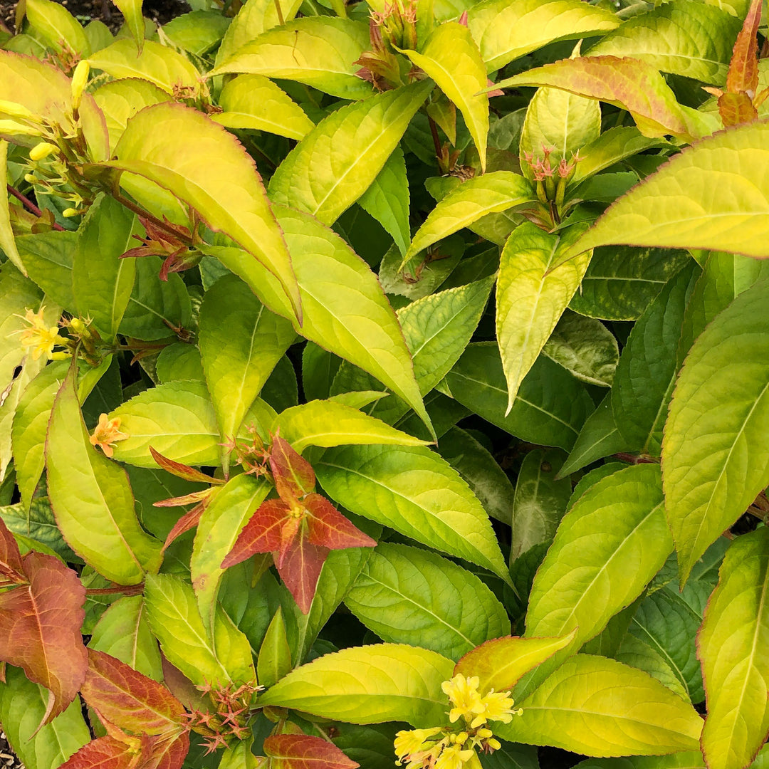 Diervilla sessilifolia ‘Bocofire‘ ~ Bloomin' Easy® Firefly™ Bush Honeysuckle-ServeScape