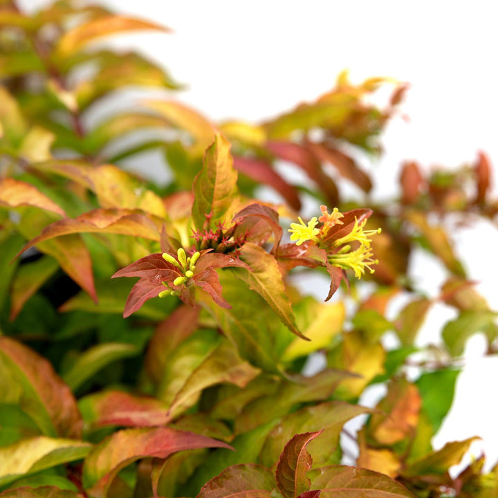 Diervilla sessilifolia ‘Bocofire‘ ~ Bloomin' Easy® Firefly™ Bush Honeysuckle-ServeScape