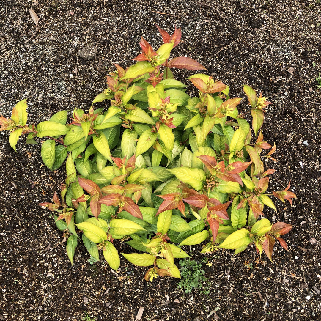 Diervilla sessilifolia ‘Bocofire‘ ~ Bloomin' Easy® Firefly™ Bush Honeysuckle-ServeScape