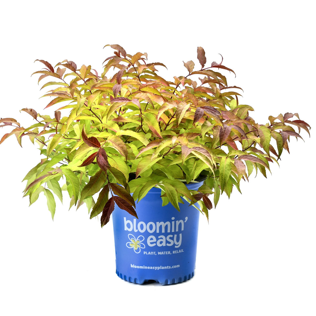 Diervilla sessilifolia ‘Bocofire‘ ~ Bloomin' Easy® Firefly™ Bush Honeysuckle-ServeScape