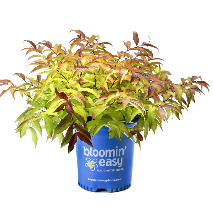 Diervilla sessilifolia ‘Bocofire‘ ~ Bloomin' Easy® Firefly™ Bush Honeysuckle-ServeScape