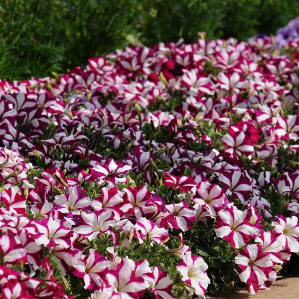 Petunia x 'PAS760702' ~ Easy Wave® Burgundy Star Spreading Petunia-ServeScape