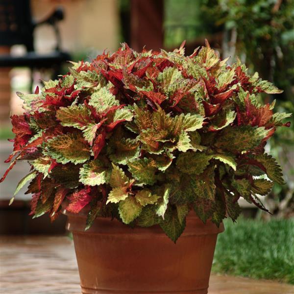 Solenostemon scutellarioides 'Balcinsu' ~ ChargedUp™ Indian Summer Coleus-ServeScape