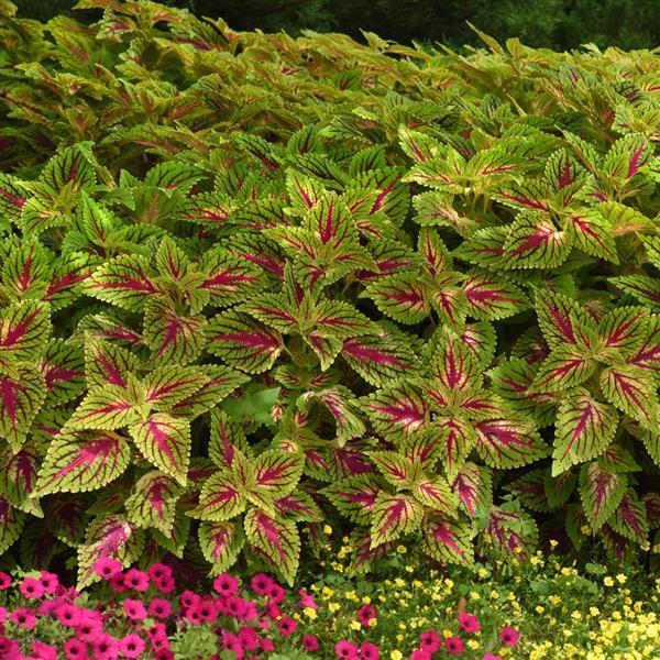 Solenostemon scutellarioides 'UF17-11-5’ ~ ChargedUp™ Dragon Heart Coleus-ServeScape