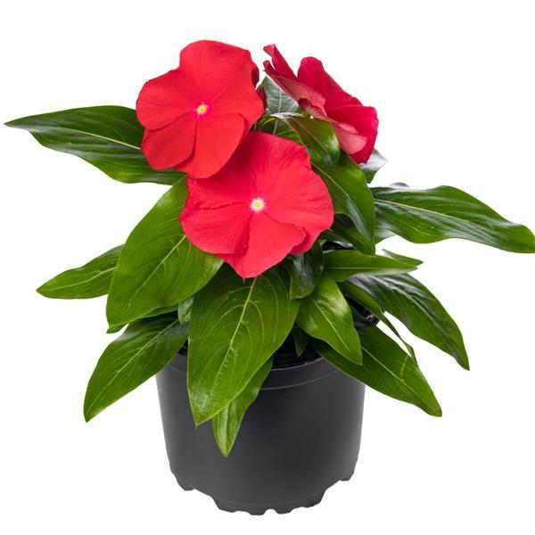 Catharanthus roseus 'Cora XDR Red Glow' ~ Cora® XDR Red Glow Vinca-ServeScape