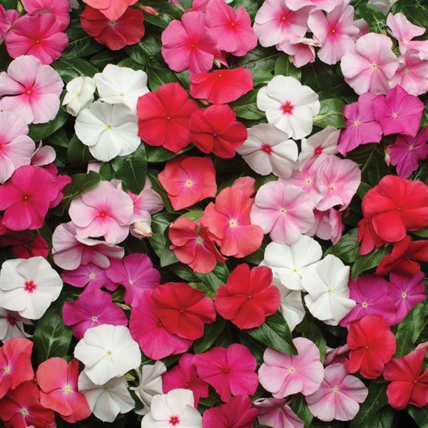 Catharanthus roseus 'Pacifica Mix' ~ Pacifica Mix Vinca-ServeScape