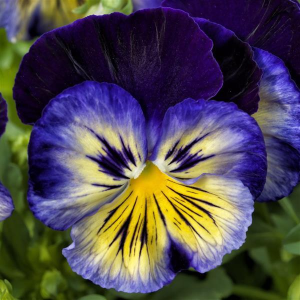 Viola x wittrockiana 'Delta Blue Morpho' ~ Delta™ Blue Morpho Pansy-ServeScape