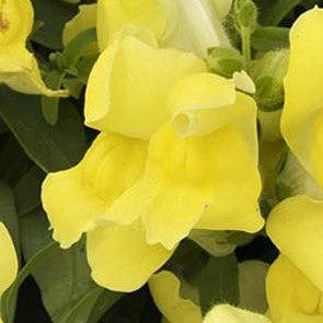 Antirrhinum majus 'Candy Showers Yellow' ~ Candy Showers™ Yellow Snapdragon-ServeScape