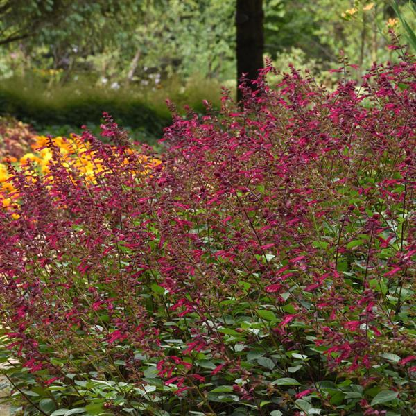 Salvia splendens 'HYBSV16016' ~ Skyscraper™ Dark Purple Autumn Sage-ServeScape
