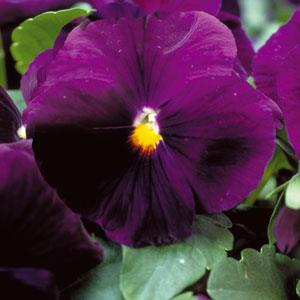 Viola x wittrockiana 'Majestic Giants II Clear Purple' ~ Majestic Giants II Clear Purple Pansy-ServeScape