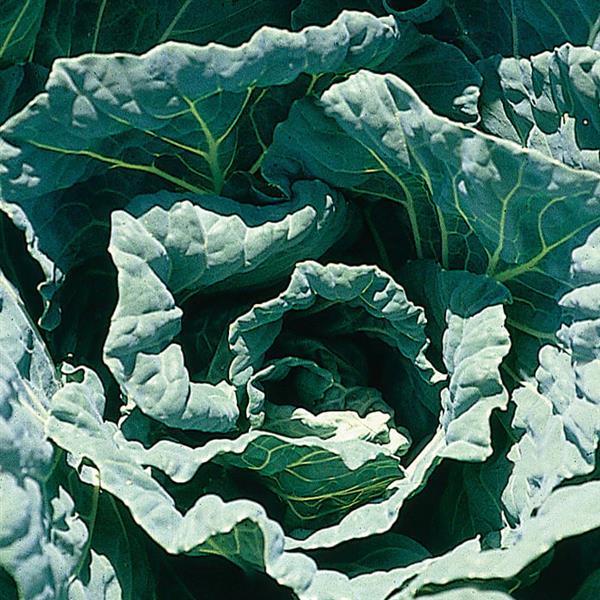 Brassica oleracea var. viridis 'Morris Heading' ~ Morris Heading Collards-ServeScape