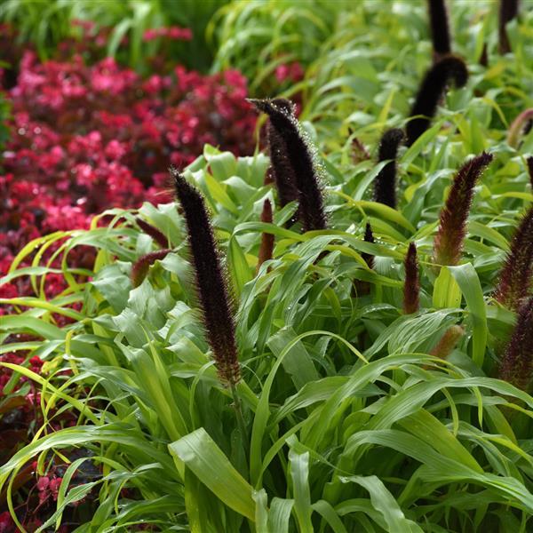 Pennisetum glaucum 'Jade Princess' ~ Jade Princess Ornamental Millet-ServeScape