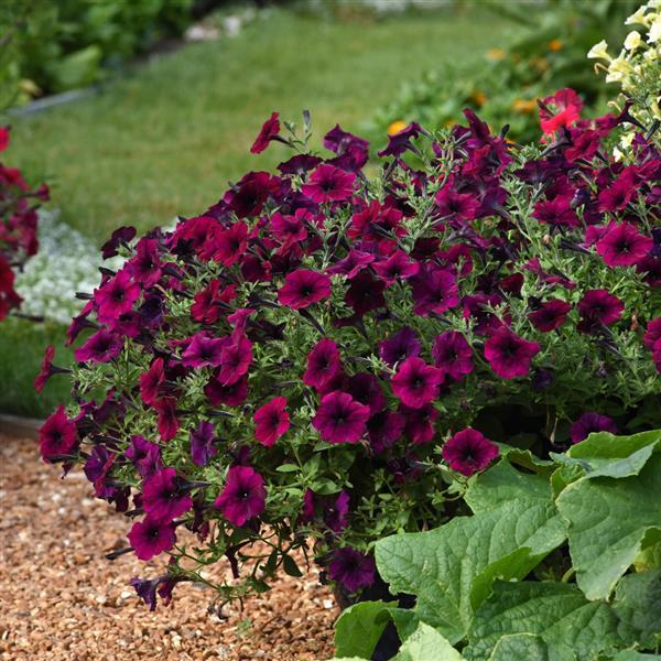 Petunia x 'PAS933562' ~ Easy Wave® Burgundy Velour Spreading Petunia-ServeScape