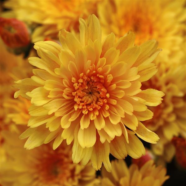 Chrysanthemum x morifolium 'Sizzling Fire Yellow' ~ Sizzling Fire Yellow Mum-ServeScape