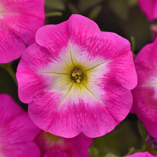 Petunia x 'PAS1499771' ~ E3 Easy Wave® Rose Morn Spreading Petunia-ServeScape