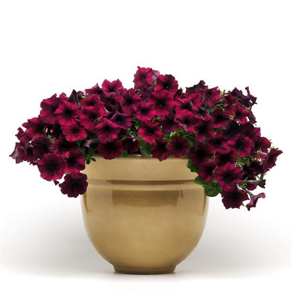 Petunia x 'PAS933562' ~ Easy Wave® Burgundy Velour Spreading Petunia-ServeScape