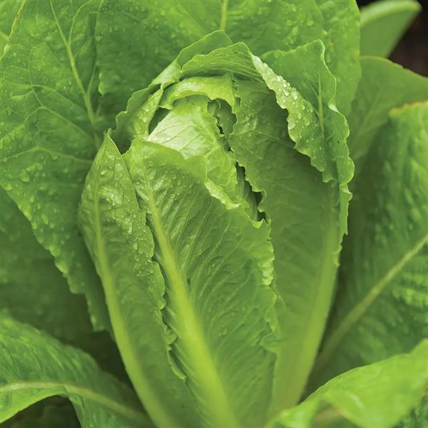 Lactuca sativa 'Parris Island Cos' ~ Parris Island Cos Lettuce-ServeScape