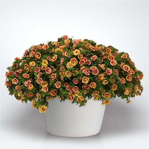 Calibrachoa hybrida 'KLECA19067' ~ MiniFamous® Neo Double Orangetastic Calibrachoa-ServeScape