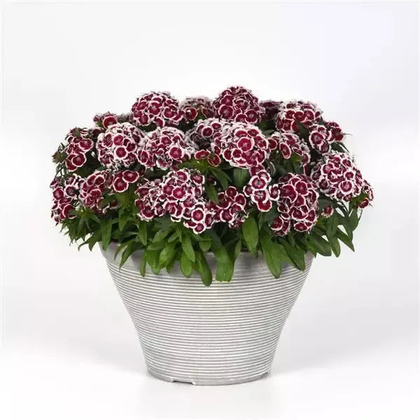 Dianthus 'PAS1514671' ~ Dart™ Red White Picotee Dianthus-ServeScape