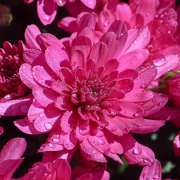 Chrysanthemum x morifolium 'Gypsy Rose' ~ Gypsy Rose Mum-ServeScape