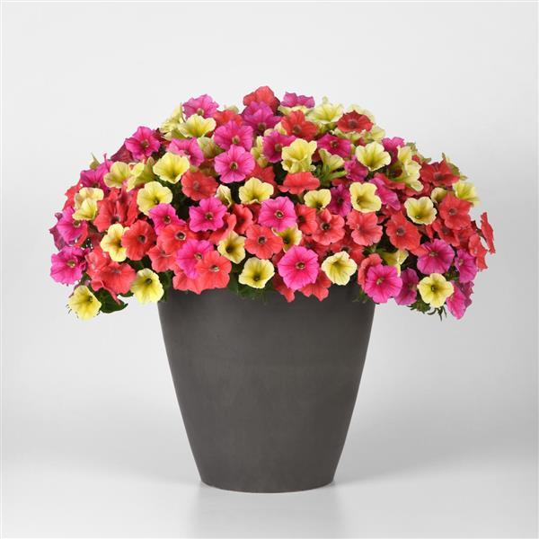 ServeScape ~ Before You Know It MixMasters™ Hanging Basket-ServeScape