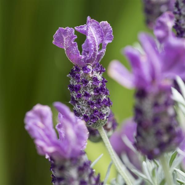 Lavandula pedunculata 'IB 510-17' ~ Frost Purple Lavender-ServeScape
