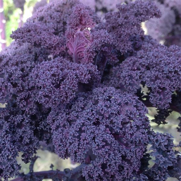 Brassica oleracea 'Scarletbor' ~ Scarletbor Ornamental Kale-ServeScape