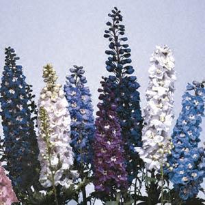 Delphinium 'M.F. Mix' ~ Magic Fountain Mix Delphinium-ServeScape