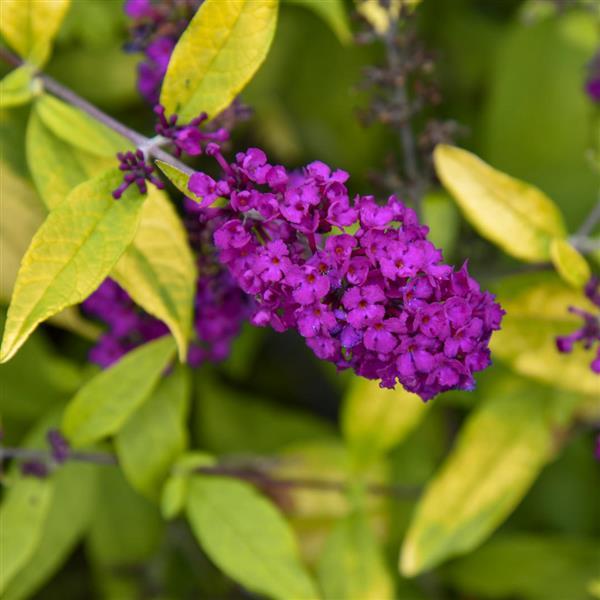 Buddleia 'Gold Drop' PP34266 ~ Humdinger® Gold Drop Butterfly Bush-ServeScape