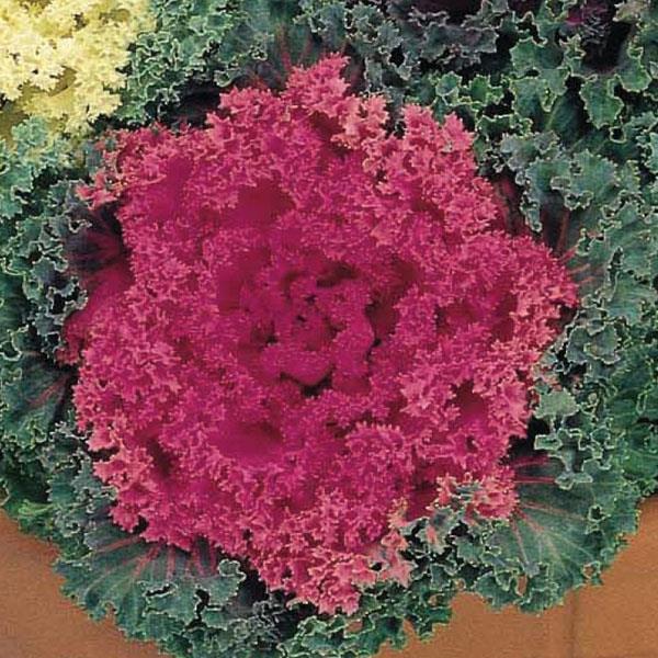 Brassica oleracea (Acephala Group) ‘Nagoya Rose' ~ Nagoya Rose Ornamental Kale-ServeScape