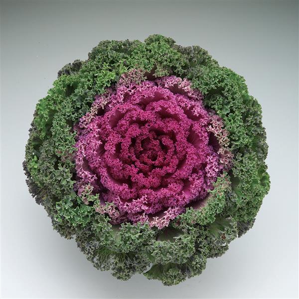 Brassica oleracea 'Kamome Bright Red' ~ Kamome Bright Red Ornamental Kale-ServeScape