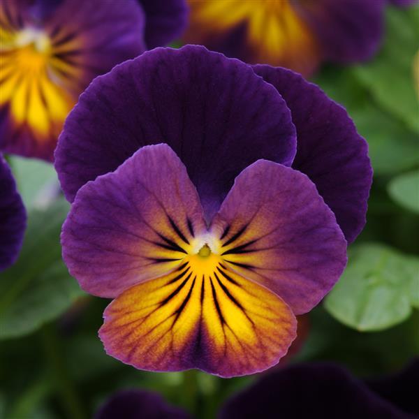 Viola cornuta ‘Celestial Northern Lights’ ~ Celestial™ Northern Lights Viola-ServeScape