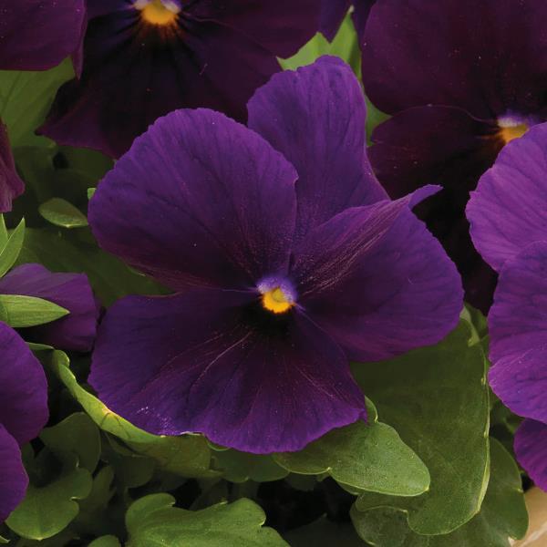 Viola cornuta 'Colormax Clear Purple' ~ Colormax® Clear Purple Viola-ServeScape