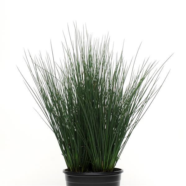 Juncus tenuis 'Blue Dart' ~ Blue Dart Rush-ServeScape