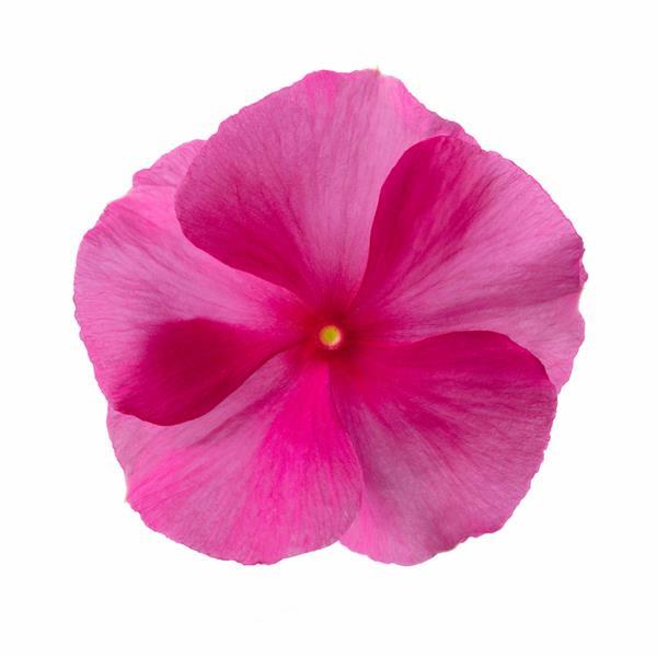 Catharanthus roseus 'Cora XDR Rose Punch' ~ Cora® XDR Rose Punch Vinca-ServeScape