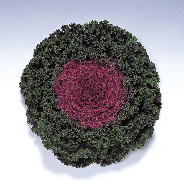 Brassica oleracea 'Kamome Red' ~ Kamome Red Ornamental Kale-ServeScape