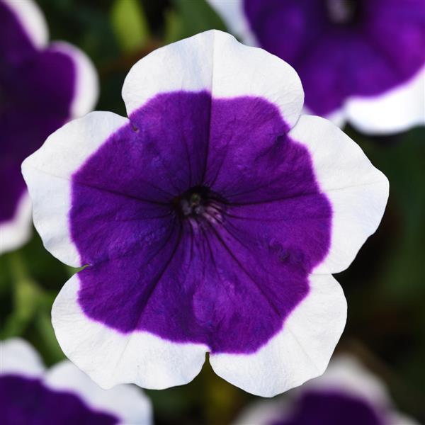 Petunia x 'KLEPH19120' ~ Headliner™ Deep Violet Picotee Petunia-ServeScape