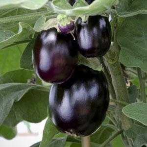 Solanum melongena 'Black Pot' ~ Black Pot Eggplant-ServeScape
