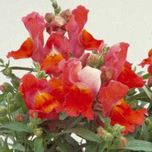 Antirrhinum majus 'Floral Showers Deep Bronze' ~ Floral Showers™ Deep Bronze Snapdragon-ServeScape